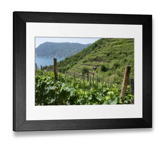 Framed Print : Vineyard with grape vines growing on terraces, near Vernazza, La Spezia, Cinque Terre, Riviera Levante, Liguria, Italy Framed Print : Vineyard with grape vines growing on terraces, near Vernazza, La Spezia, Cinque Terre, Riviera Levante, Liguria, Italy