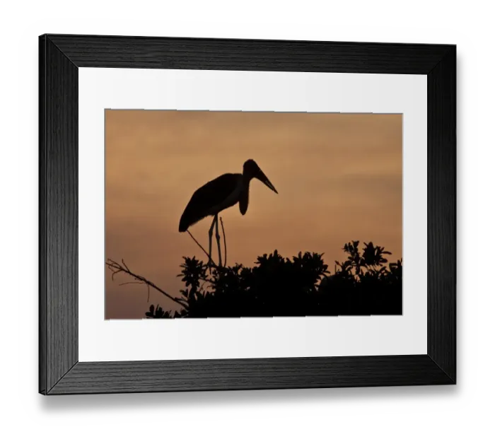 Framed Print : Marabou Stork at sun set in the Okavango Delta Botswana. Marabous are a large wading bird in the stork family