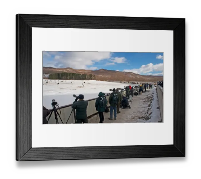 Framed Print : Wildlife photographers taking photos of Japanese Red-crowned Crane (Grus japonensis) flock in snow, Akan, Hokkaido Framed Print : Wildlife photographers taking photos of Japanese Red-crowned Crane (Grus japonensis) flock in snow, Akan, Hokkaido