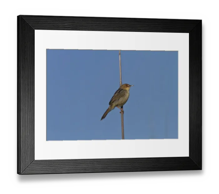 Framed Print : Black-tailed Godwit (Limosa limosa) adult, breeding plumage, in flight, calling, Iceland, June Framed Print : Black-tailed Godwit (Limosa limosa) adult, breeding plumage, in flight, calling, Iceland, June