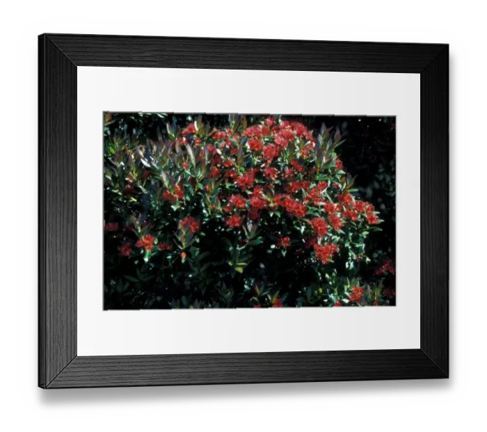 Framed Print : Southern rata (Metrosideros umbellata), is a tree endemic to New Zealand Framed Print : Southern rata (Metrosideros umbellata), is a tree endemic to New Zealand