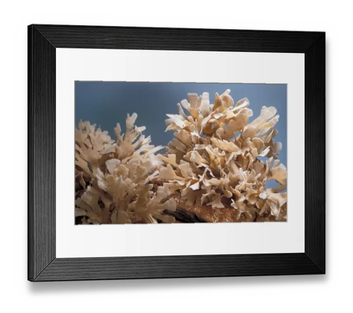 Framed Print : Flustra foliacea a sea mat