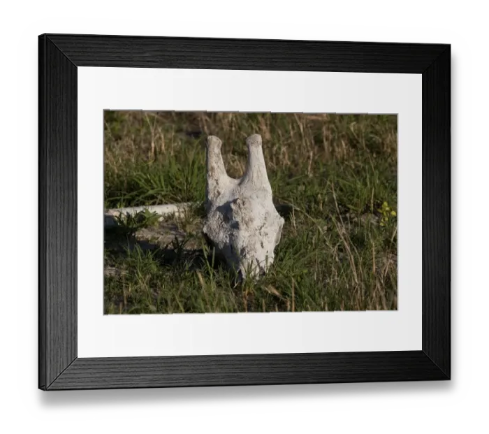Framed Print : giraffe skull