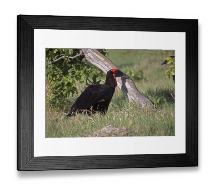 Framed Print : Ground hornbill adult male. Near Lebala camp botswana Framed Print : Ground hornbill adult male. Near Lebala camp botswana