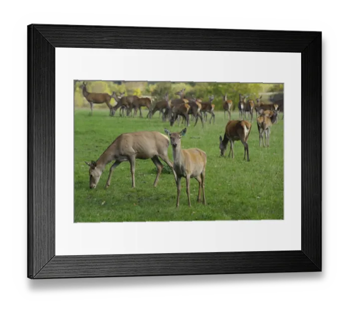 Framed Print : Deer farming, farmed Red Deer (Cervus elaphus) hinds, Yorkshire, England, october Framed Print : Deer farming, farmed Red Deer (Cervus elaphus) hinds, Yorkshire, England, october