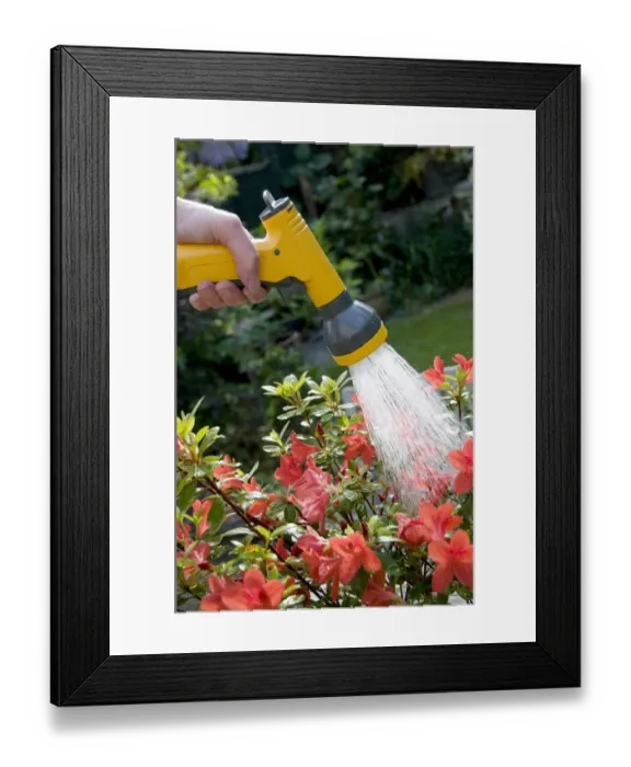 Framed Print : Gardener watering Azalea (Rhododendron sp. ) in garden with hose, Norfolk, England, may Framed Print : Gardener watering Azalea (Rhododendron sp. ) in garden with hose, Norfolk, England, may