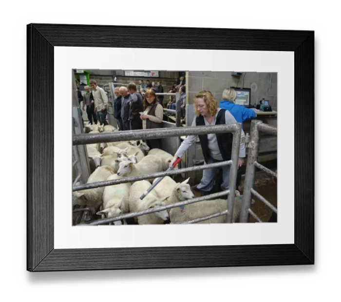 Framed Print : Sheep farming, woman reading electronic ear tags in sheep flock at market, Holmfirth Livestock Market, Yorkshire Framed Print : Sheep farming, woman reading electronic ear tags in sheep flock at market, Holmfirth Livestock Market, Yorkshire