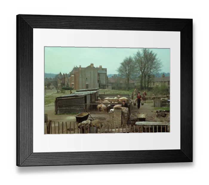 Framed Print : Pig farming, Wartime Britain, rearing pigs in blitzed area, North London, England, april l944 Framed Print : Pig farming, Wartime Britain, rearing pigs in blitzed area, North London, England, april l944