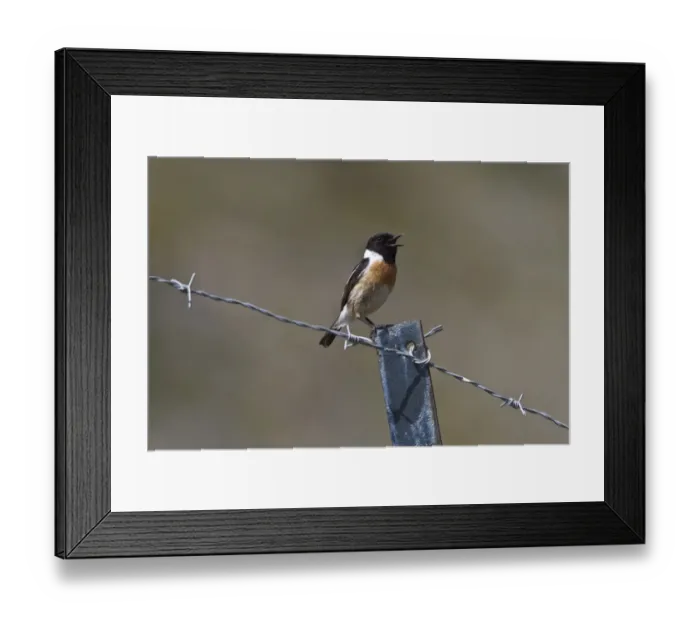 Framed Print : Singing Male Stonechat Framed Print : Singing Male Stonechat