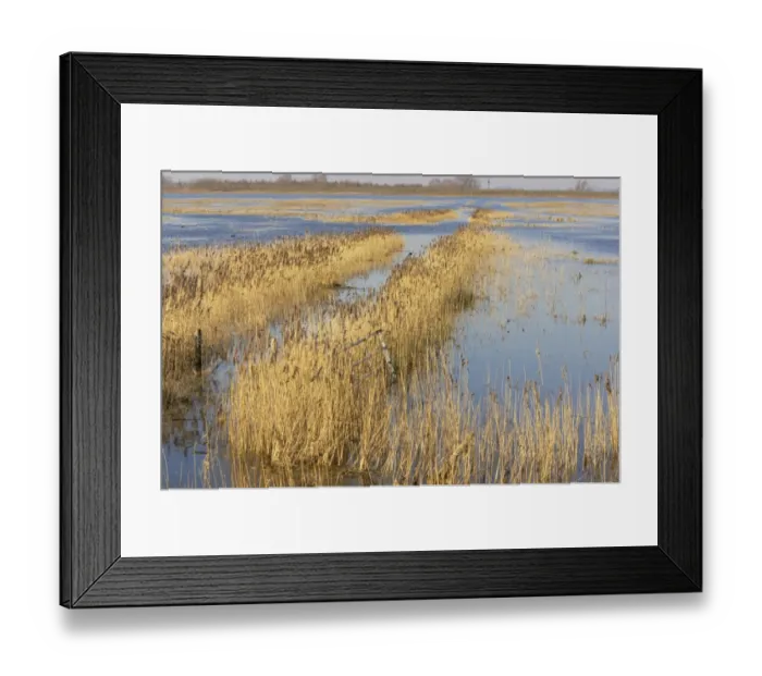 Framed Print : View of reedbeds and flooded washes, Welney W. W. T. Reserve, Ouse Washes, Norfolk, England, winter Framed Print : View of reedbeds and flooded washes, Welney W. W. T. Reserve, Ouse Washes, Norfolk, England, winter