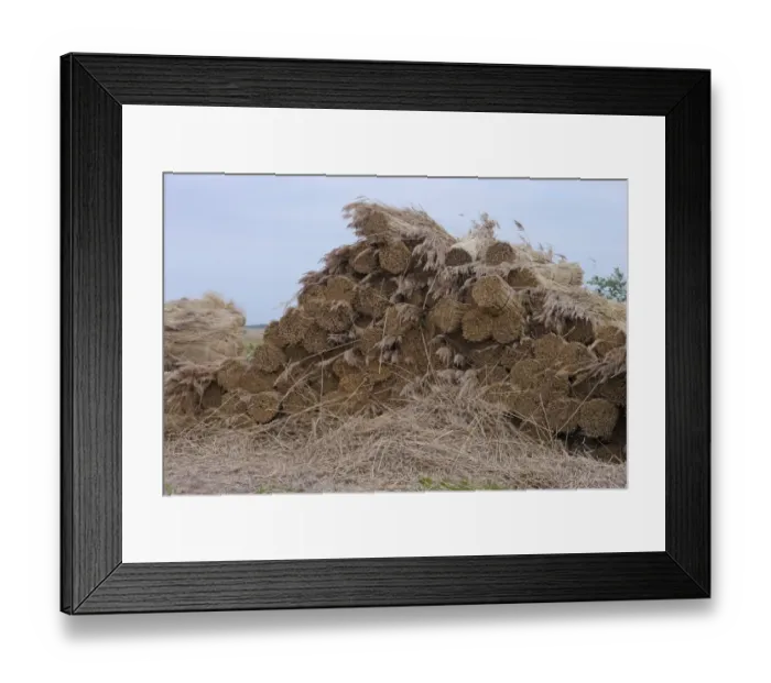 Framed Print : Reed cutting, bundles of cut reed for thatching in coastal reedbed, Jutland, Denmark, may Framed Print : Reed cutting, bundles of cut reed for thatching in coastal reedbed, Jutland, Denmark, may