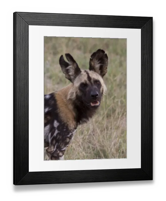 Framed Print : Hunting Dog with battle scar ears. Lycaon pictus is a large canid found only in Africa Framed Print : Hunting Dog with battle scar ears. Lycaon pictus is a large canid found only in Africa