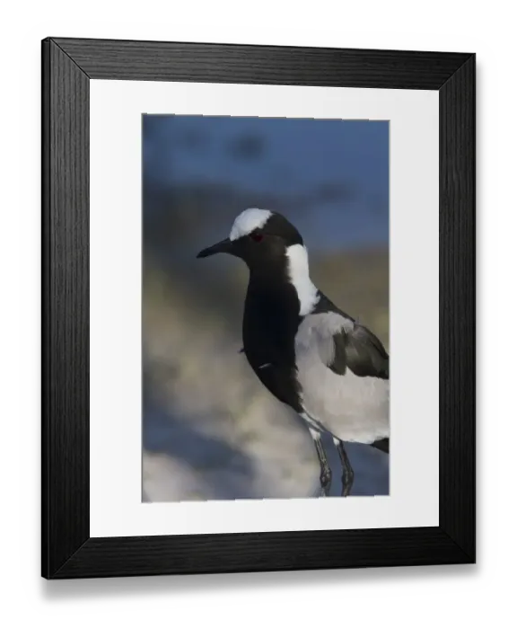 Framed Print : The Blacksmith Lapwing or Blacksmith Plover, note the wing spurs. Occurs commonly from Kenya through central Tanzania Framed Print : The Blacksmith Lapwing or Blacksmith Plover, note the wing spurs. Occurs commonly from Kenya through central Tanzania