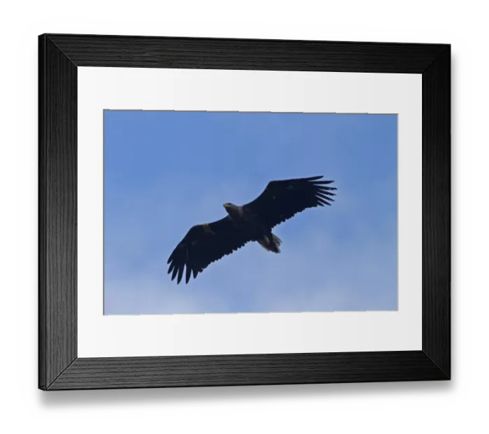 Framed Print : White-tailed or Sea Eagle, showing yellow wing tags, photographed on the Isle of Jura, Scotland Framed Print : White-tailed or Sea Eagle, showing yellow wing tags, photographed on the Isle of Jura, Scotland