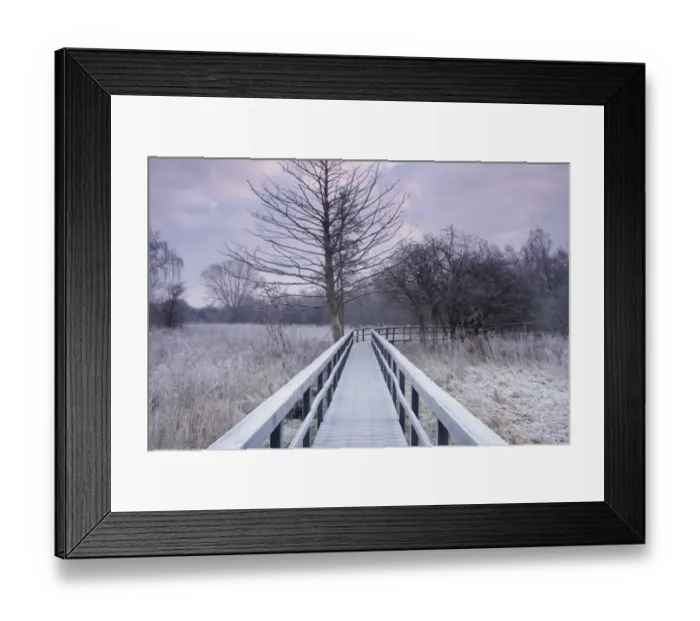 Framed Print : Frosted boardwalk through marshland habitat at dawn, Fairburn Ings RSPB Reserve, Fairburn, West Yorkshire, England Framed Print : Frosted boardwalk through marshland habitat at dawn, Fairburn Ings RSPB Reserve, Fairburn, West Yorkshire, England