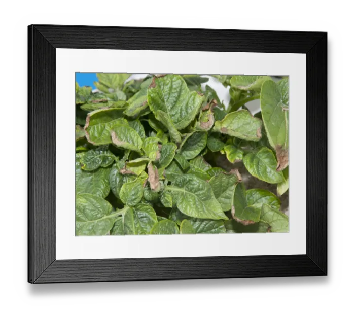 Framed Print : Potato (Solanum tuberosum) boron deficiency, close-up of leaves