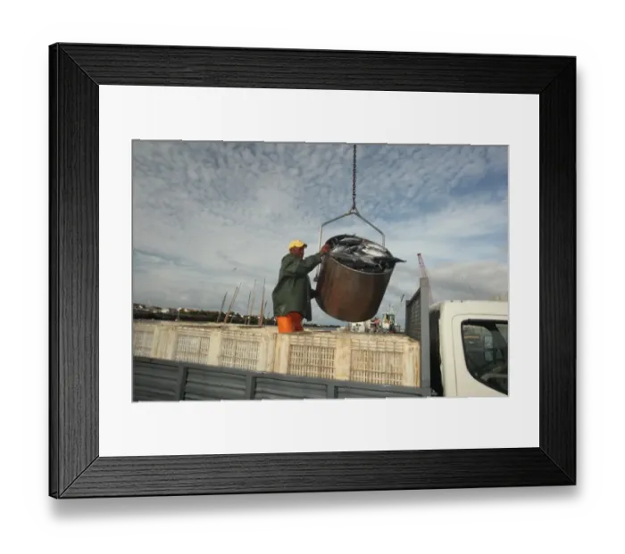 Framed Print : Tuna fisherman with catch being unloaded on quayside, caught using pole and line fishing method, Pico Island, Azores Framed Print : Tuna fisherman with catch being unloaded on quayside, caught using pole and line fishing method, Pico Island, Azores