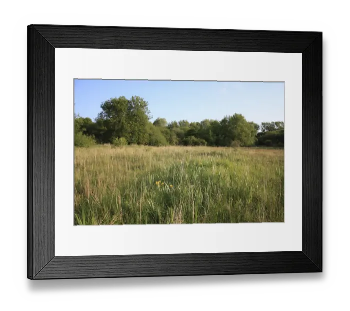 Framed Print : View of mixed rush and sedge fen habitat, Middle Fen, Thelnetham Fen, Thelnetham, Little Ouse Valley, Suffolk, England Framed Print : View of mixed rush and sedge fen habitat, Middle Fen, Thelnetham Fen, Thelnetham, Little Ouse Valley, Suffolk, England