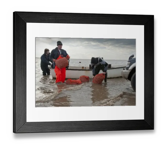Framed Print : Licensed cockle pickers unloading from boat after picking from cockle beds, Foulnaze Bank Framed Print : Licensed cockle pickers unloading from boat after picking from cockle beds, Foulnaze Bank