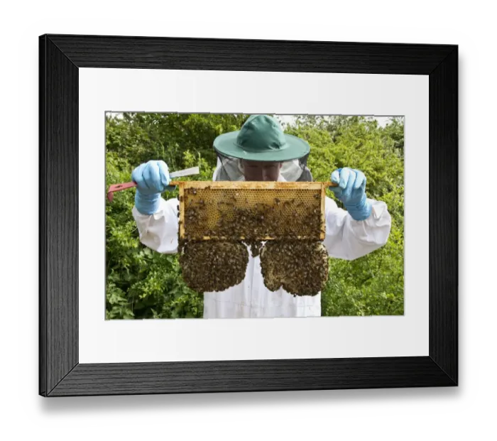 Framed Print : Beekeeper looking at a super frame which contain mainly honey. The two sacrificial natural cells hanging from the main