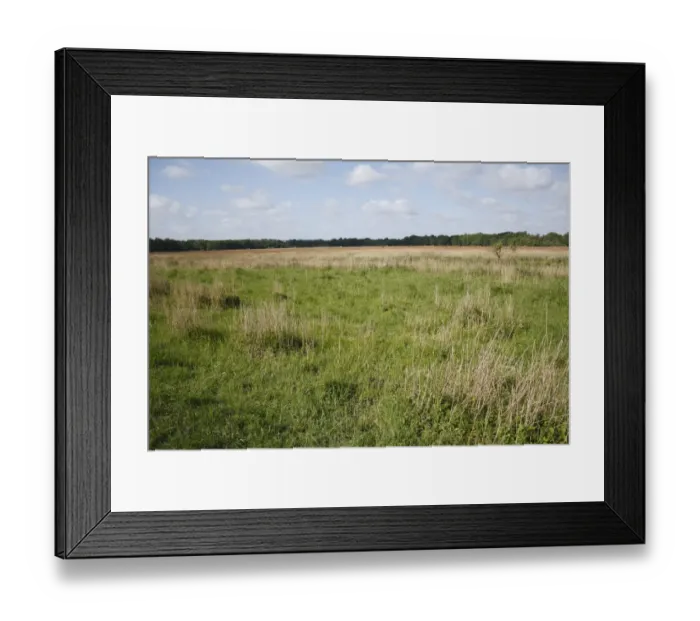 Framed Print : View of reedbed edge in river valley fen habitat, Redgrave and Lopham Fen N. N. R. Waveney Valley, Suffolk, England, may Framed Print : View of reedbed edge in river valley fen habitat, Redgrave and Lopham Fen N. N. R. Waveney Valley, Suffolk, England, may