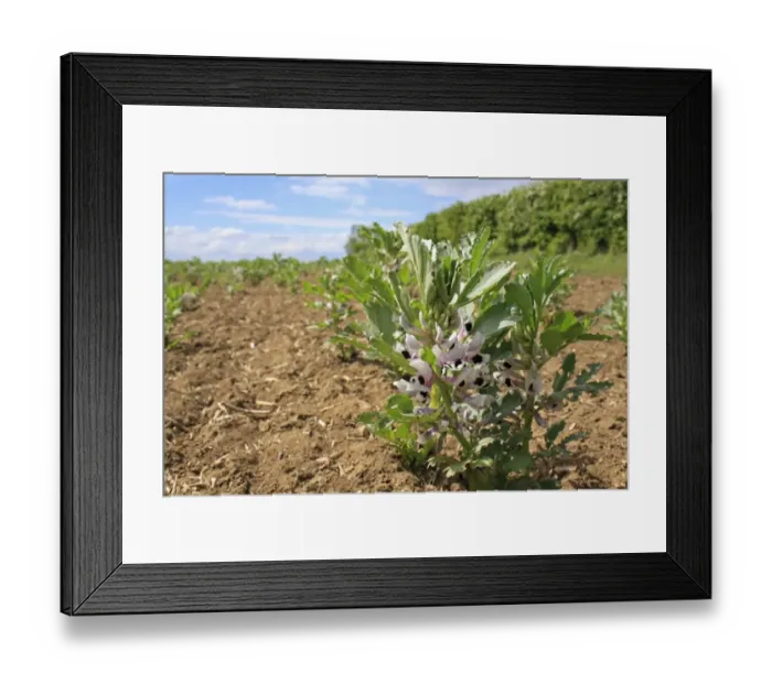 Framed Print : Field Bean (Vicia faba) flowering, young crop growing in field, Bacton, Suffolk, England, may