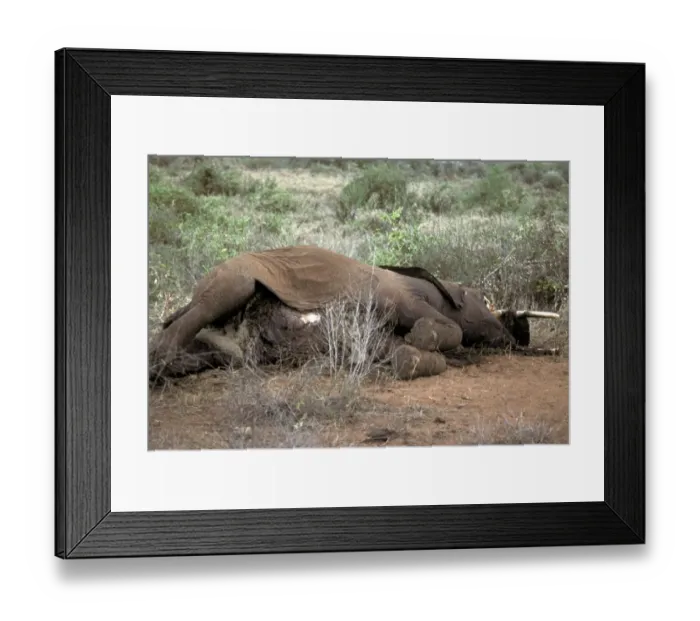Framed Print : African Elephant (Loxodonta africana) dead adult, killed by poachers, Tsavo, Kenya, september 1980 Framed Print : African Elephant (Loxodonta africana) dead adult, killed by poachers, Tsavo, Kenya, september 1980