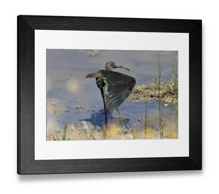 Framed Print : Glossy Ibis wing stretching, winter plumage, Coto Donana Spain Framed Print : Glossy Ibis wing stretching, winter plumage, Coto Donana Spain