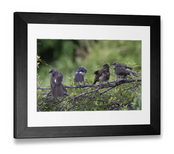 Framed Print : Hartlaubs Babbler Framed Print : Hartlaubs Babbler