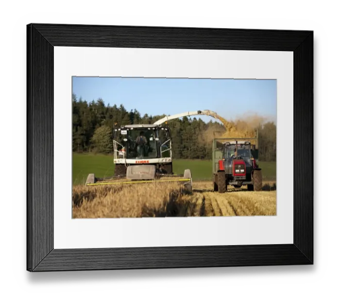 Framed Print : Cls forage harvester unloading into tractor with trailer, making alkalage with wholecrop cereals for animal feed