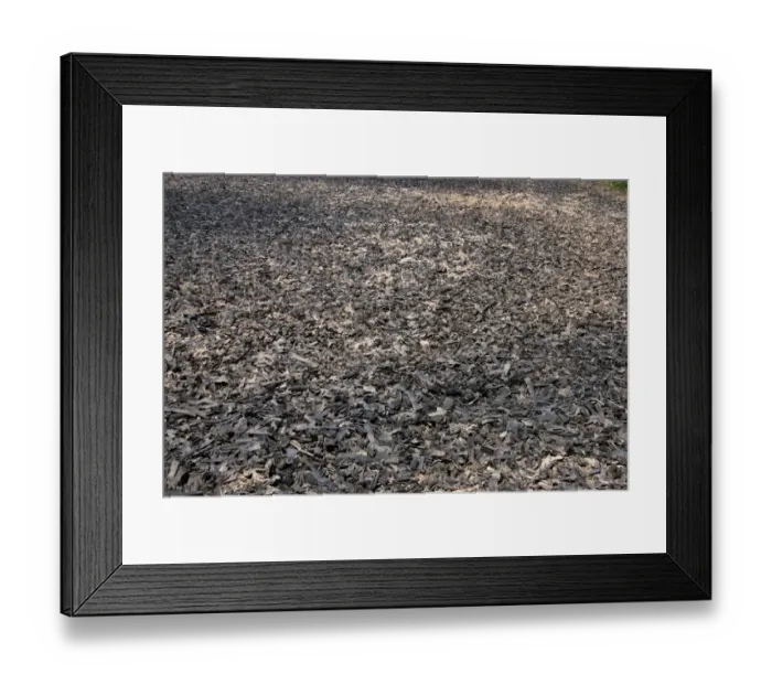 Framed Print : Horse manege arena with covering of shredded tyres and plastic, England, june