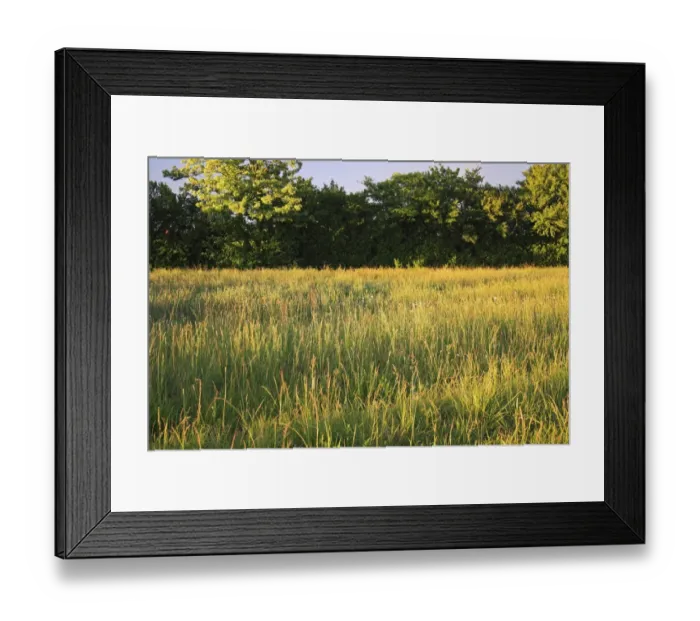 Framed Print : Long grass growing in permanent set-a-side beside hedgerow, in late evening sunshine, Bacton, Suffolk, England, may Framed Print : Long grass growing in permanent set-a-side beside hedgerow, in late evening sunshine, Bacton, Suffolk, England, may