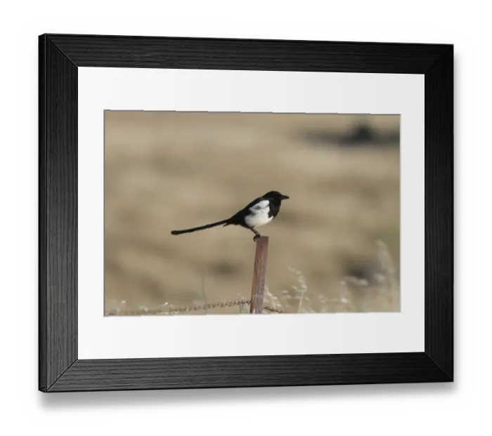 Framed Print : Common Magpie on wire fence Framed Print : Common Magpie on wire fence