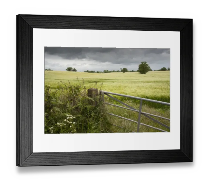 Framed Print : Barley (Hordeum vulgare) crop, in ripening ear, looking over gate into field under cloudy sky, near Tarporley Framed Print : Barley (Hordeum vulgare) crop, in ripening ear, looking over gate into field under cloudy sky, near Tarporley