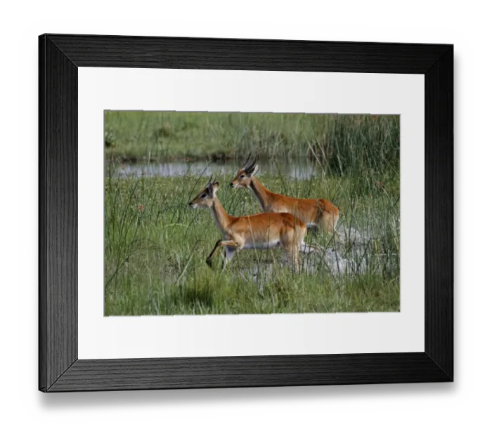 Framed Print : Running young male Red Lechwe Okavango Delta near Kwara. Lechwe are found in marshy areas where they eat aquatic Framed Print : Running young male Red Lechwe Okavango Delta near Kwara. Lechwe are found in marshy areas where they eat aquatic