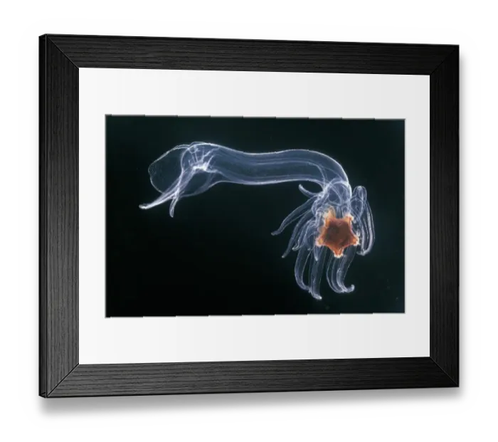 Framed Print : Luidia sarsi, very late bipinnaria larva of the long armed starfish, taken 1966 Framed Print : Luidia sarsi, very late bipinnaria larva of the long armed starfish, taken 1966