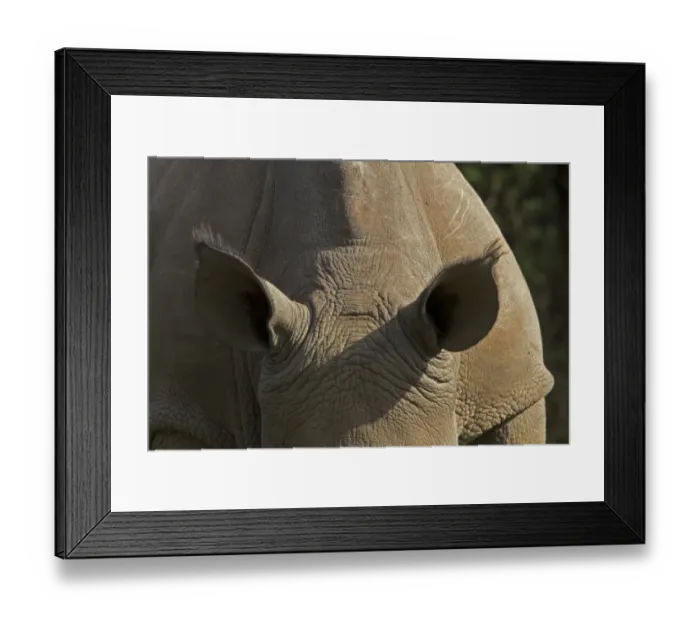 Framed Print : the ears of a white Rhino