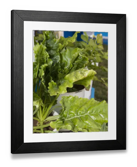 Framed Print : Sugar Beet (Beta vulgaris) magnesium deficiency, close-up of leaves Framed Print : Sugar Beet (Beta vulgaris) magnesium deficiency, close-up of leaves