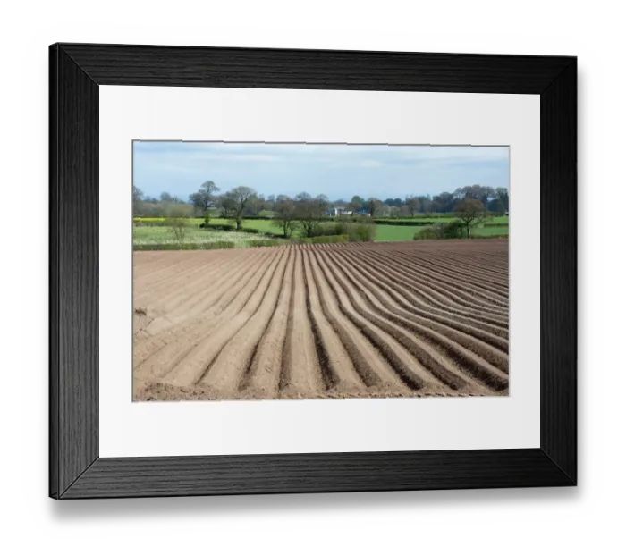 Framed Print : Potato (Solanum tuberosum) crop, ridged field, Eaton, Cheshire, England, april