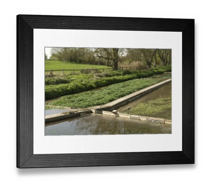 Framed Print : Watercress (Rorippa nasturtium-aquaticum) crop, restored historic beds in chalk stream, Ewelme, Chiltern Hills Framed Print : Watercress (Rorippa nasturtium-aquaticum) crop, restored historic beds in chalk stream, Ewelme, Chiltern Hills