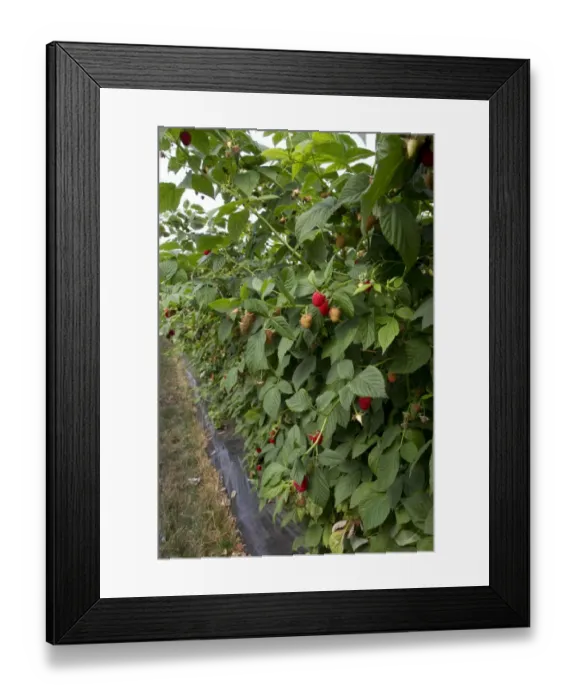 Framed Print : Raspberry plant named Driscoll Cardinal. The new cultivar is distinguished from other raspberry cultivars by its firm Framed Print : Raspberry plant named Driscoll Cardinal. The new cultivar is distinguished from other raspberry cultivars by its firm