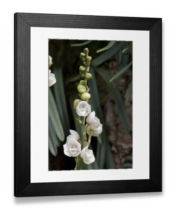 Framed Print : Peristeria elata is a species of orchid occurring from Central America to Ecuador and Venezuela Framed Print : Peristeria elata is a species of orchid occurring from Central America to Ecuador and Venezuela