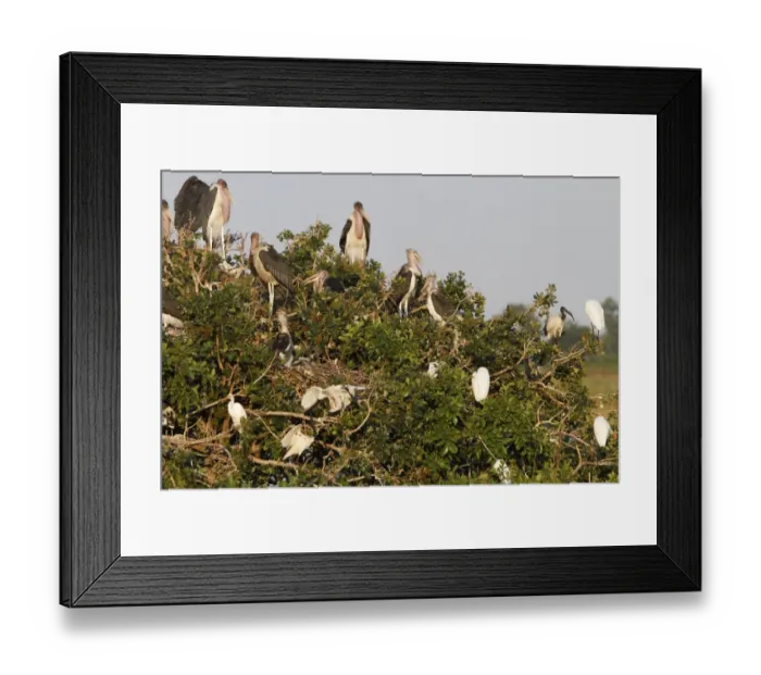 Framed Print : Nesting colony of Marabou Storks with Sacred Ibis in the Okavango Delta Botswana Framed Print : Nesting colony of Marabou Storks with Sacred Ibis in the Okavango Delta Botswana