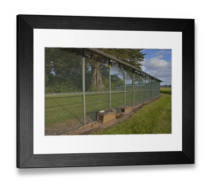 Framed Print : Anti-predator fence and traps, to exclude introduced predators from area, New Zealand, november Framed Print : Anti-predator fence and traps, to exclude introduced predators from area, New Zealand, november