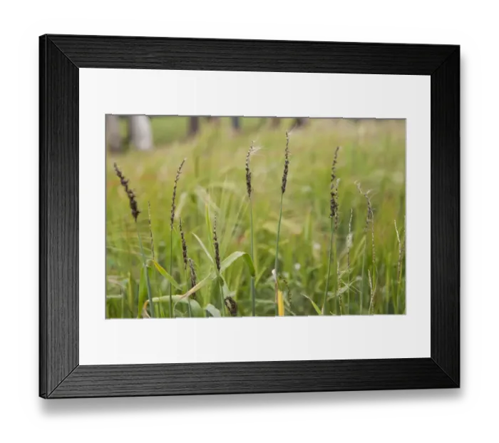 Framed Print : Barley (Hordeum vulgare) close-up of ears, infected with Loose Smut (Ustilago nuda f. sp. hordei) fungal disease Framed Print : Barley (Hordeum vulgare) close-up of ears, infected with Loose Smut (Ustilago nuda f. sp. hordei) fungal disease