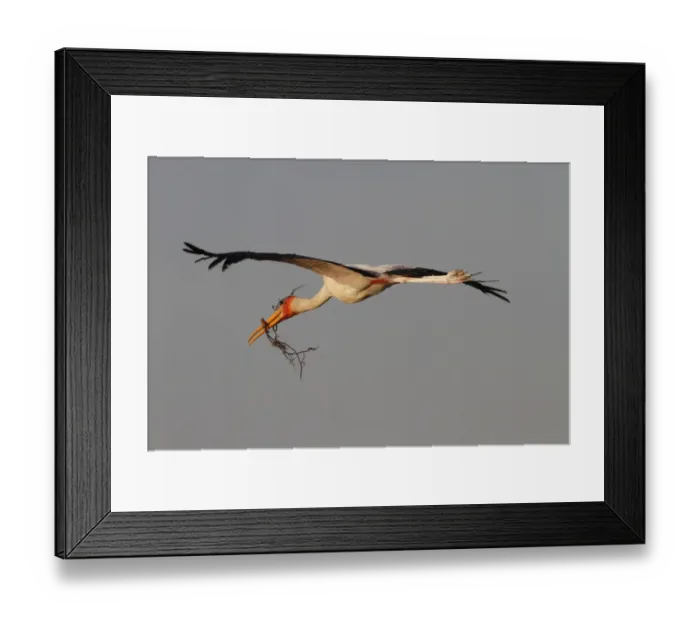 Framed Print : Yellow billed Stork flying with stick for nest building. Okavango Delta Botswana