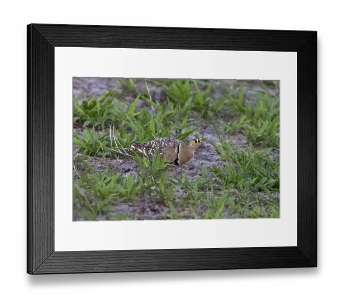 Framed Print : Male Double banded sandgrouse - Botswana