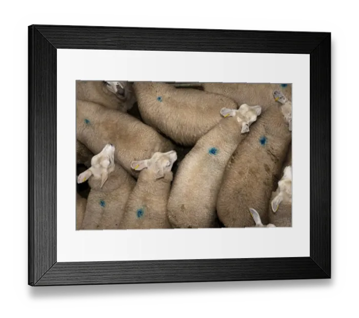 Framed Print : Sheep farming, sheep flock being loaded onto wagon at market, Welshpool auction mart, Welshpool, Powys, Wales, august