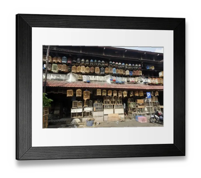 Framed Print : Birds in cages for sale at market, Pramuka Bird Market, Jakarta, Java, Indonesia, march Framed Print : Birds in cages for sale at market, Pramuka Bird Market, Jakarta, Java, Indonesia, march