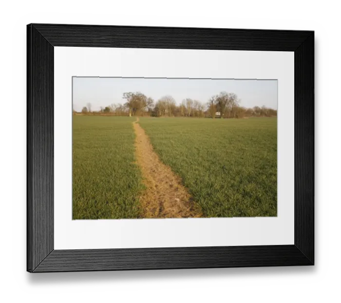 Framed Print : Public footpath through sprayed off young cereal crop in arable farmland, Bacton, Suffolk, England, march Framed Print : Public footpath through sprayed off young cereal crop in arable farmland, Bacton, Suffolk, England, march